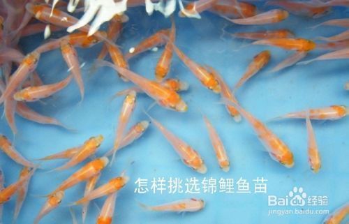 如何判斷三色錦鯉魚苗健康狀況：判斷三色錦鯉魚苗的健康狀況是一個(gè)細(xì)致的過(guò)程中的重要任務(wù) 其他寵物 第5張