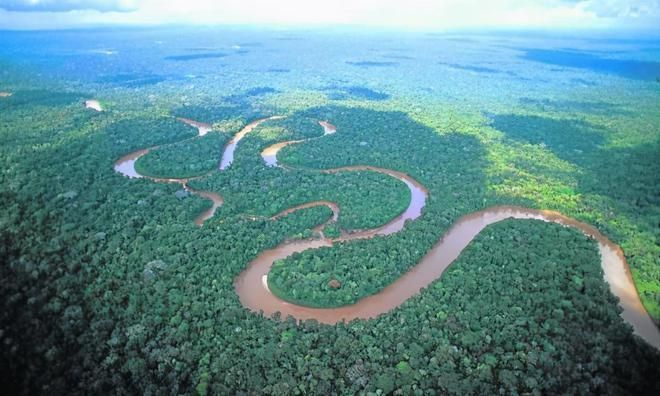 亞馬遜河流域生物多樣性現(xiàn)狀：亞馬遜河流域的生物多樣性是實(shí)現(xiàn)全球可持續(xù)發(fā)展的關(guān)鍵 巴西亞魚苗 第2張