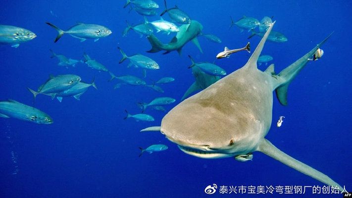 鯊魚攻擊與海洋生物保護(hù)：海洋生態(tài)保護(hù)對(duì)于維持海洋生態(tài)平衡至關(guān)重要 其他寵物 第4張