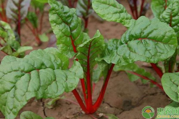 紅根莎草的種植要點(diǎn)：紅根莎草種植的關(guān)鍵因素，農(nóng)業(yè)專(zhuān)家或有經(jīng)驗(yàn)的種植技術(shù) 其他寵物 第3張