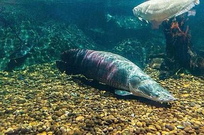 亞馬遜河魚(yú)類(lèi)多樣性現(xiàn)狀：世界上生物多樣性最豐富的河流之一亞馬遜河生態(tài)破壞案例 巴西亞魚(yú)苗 第1張