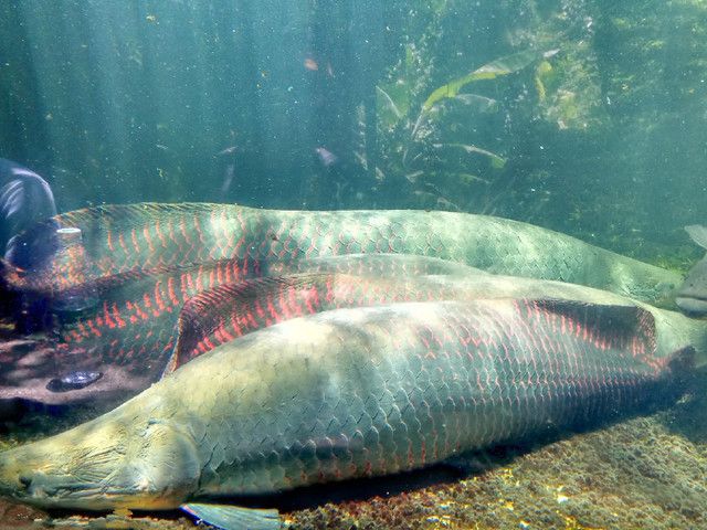 亞馬遜河魚(yú)類(lèi)多樣性現(xiàn)狀：世界上生物多樣性最豐富的河流之一亞馬遜河生態(tài)破壞案例 巴西亞魚(yú)苗 第4張