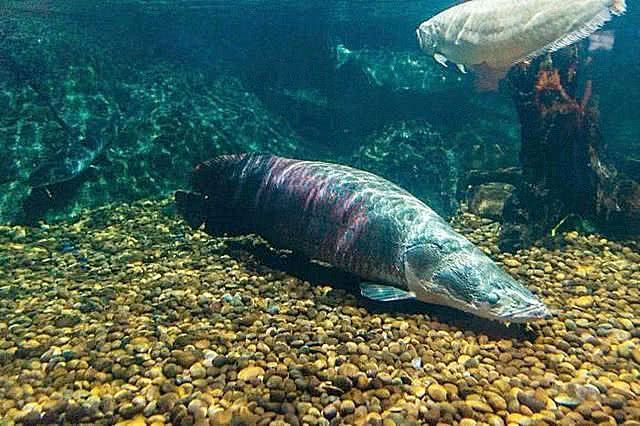 亞馬遜河魚(yú)類(lèi)多樣性現(xiàn)狀：世界上生物多樣性最豐富的河流之一亞馬遜河生態(tài)破壞案例 巴西亞魚(yú)苗 第2張