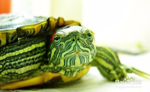 龍魚飼料排行榜前十名：龍魚飼料排行榜前十名中，第一名是哪種配方？ 水族問答 第1張