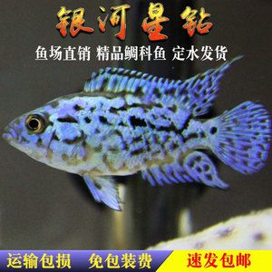 銀河星鉆魚品牌價(jià)格差異：銀河星鉆魚價(jià)格差異 銀河星鉆魚 第4張