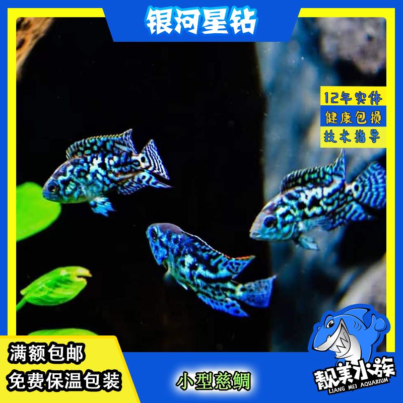 銀河星鉆魚品牌價(jià)格差異：銀河星鉆魚價(jià)格差異 銀河星鉆魚 第6張