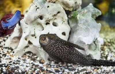 龍魚飼料排行榜最新：龍魚飼料排行榜最新排名 水族問答 第1張