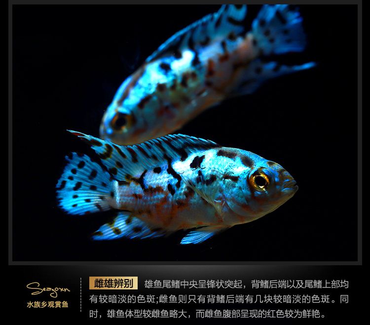 銀河星鉆魚文化象征意義探究：銀河星鉆魚市場價值分析 銀河星鉆魚 第1張