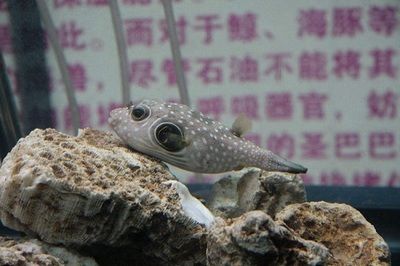 狗頭魚繁殖溫度調(diào)控方法：狗頭魚繁殖溫度調(diào)控技巧 斑馬狗頭魚 第4張