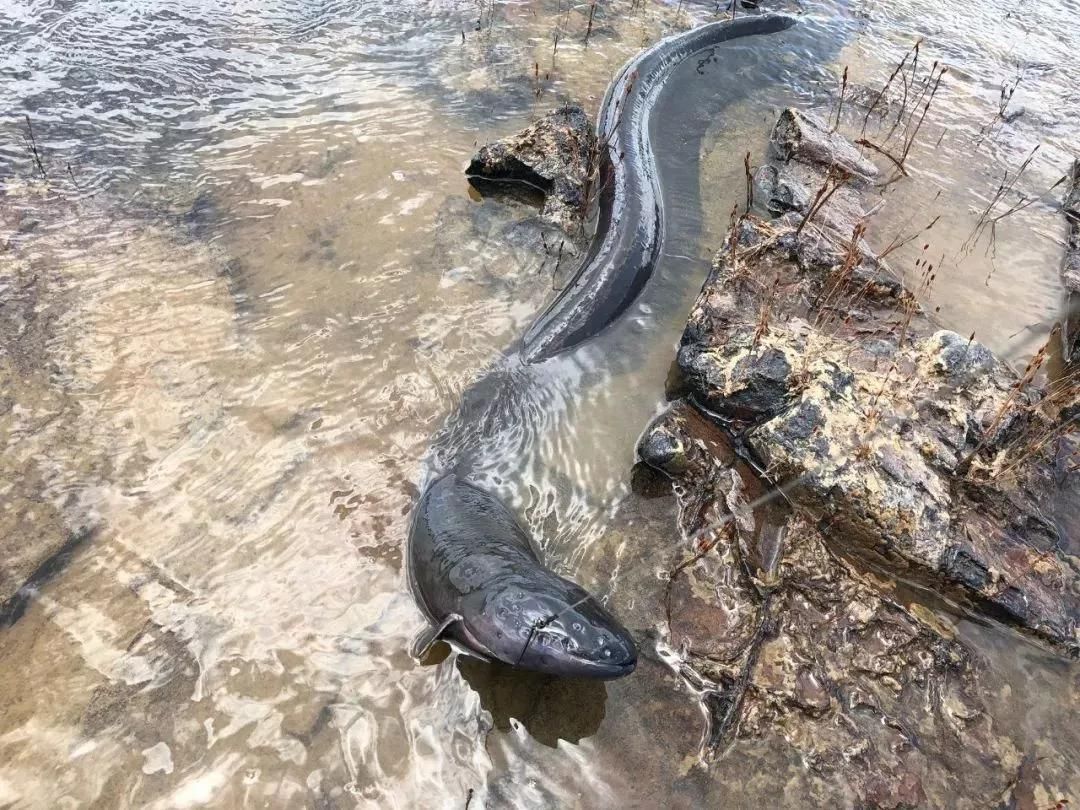 亞馬遜河魚類保護(hù)政策對(duì)比：亞馬遜河保護(hù)政策的挑戰(zhàn) 巴西亞魚苗 第2張