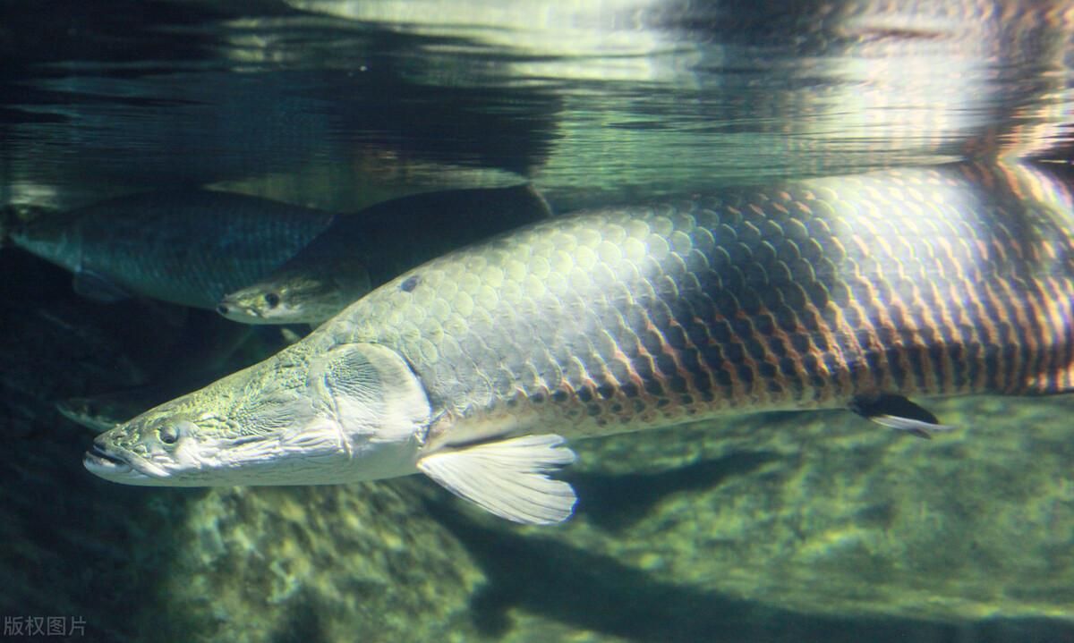 亞馬遜河魚類保護(hù)政策對(duì)比：亞馬遜河保護(hù)政策的挑戰(zhàn) 巴西亞魚苗 第5張