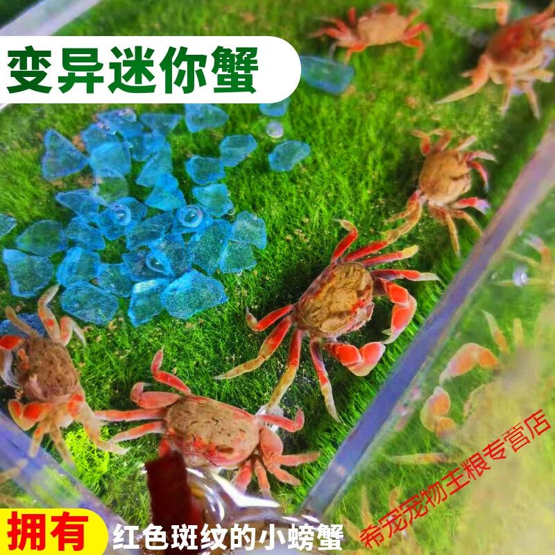 紅圓點狗頭魚飼料選擇指南：狗頭魚飼料品牌推薦 斑馬狗頭魚 第3張