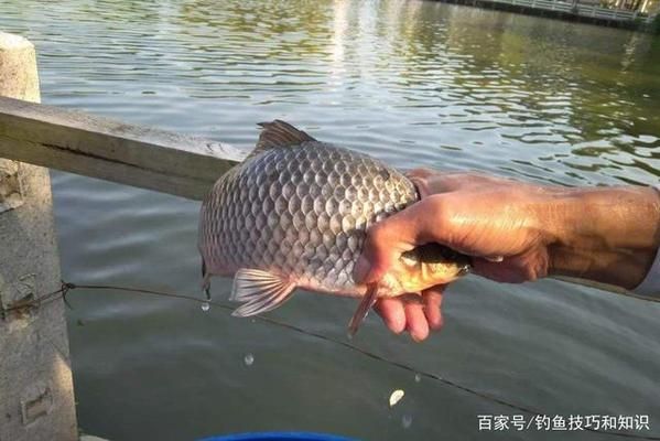 冬季釣鯽魚餌料選擇：冬季釣鯽魚商品餌推薦,紅蟲餌料使用方法推薦 其他寵物 第4張