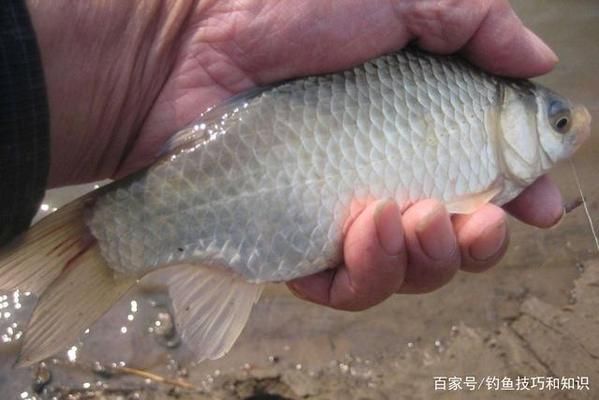 冬季釣鯽魚餌料選擇：冬季釣鯽魚商品餌推薦,紅蟲餌料使用方法推薦 其他寵物 第3張