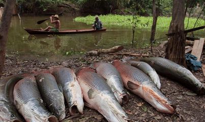 巨骨舌魚保護的社會影響：巨骨舌魚保護對當?shù)亟?jīng)濟的影響 巴西亞魚苗 第2張