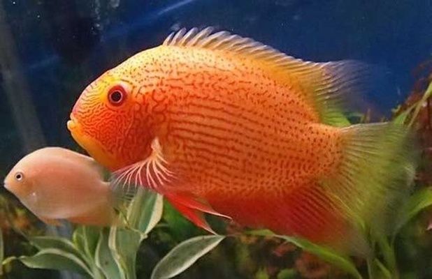 龍魚飼料品牌排行榜最新：最新龍魚飼料品牌排行榜最新，探索龍魚最佳飼料選擇 水族問答 第2張