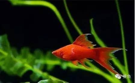 巴西亞魚飼料自制方法：巴西亞魚飼料保存技巧，自制魚飼料保存技巧，巴西亞魚飼料添加劑選擇 巴西亞魚苗 第1張