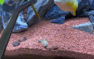 斑馬狗頭魚飼料保存技巧：斑馬狗頭魚飼料保存技巧,魚飼料防潮小妙招 斑馬狗頭魚 第4張