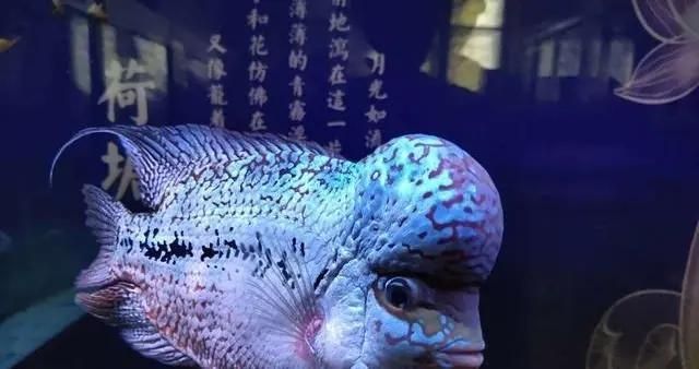 龍魚飼料什么牌子好一點耐用：關(guān)于龍魚飼料的問題 水族問答 第1張