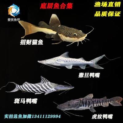 撒旦鴨嘴魚繁殖酸堿度調(diào)節(jié)：撒旦鴨嘴魚繁殖時(shí)酸堿度的調(diào)節(jié)方法，撒旦鴨嘴魚繁殖水質(zhì)管理技巧 其他寵物 第2張