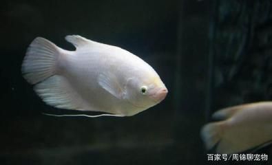 招財魚幼魚適宜水溫范圍：招財魚幼魚最佳生長水溫 其他寵物 第4張