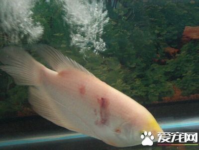 招財(cái)魚幼魚適宜水溫范圍：招財(cái)魚幼魚最佳生長(zhǎng)水溫