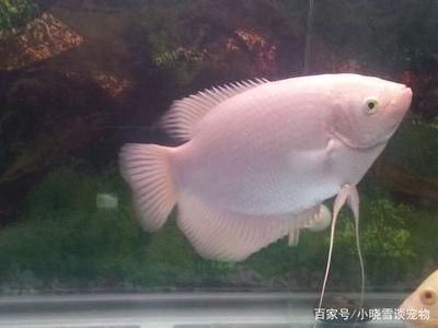 招財魚幼魚適宜水溫范圍：招財魚幼魚最佳生長水溫 其他寵物 第5張