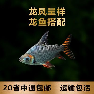 飛鳳魚苗光照周期設(shè)置：飛鳳魚苗光照周期設(shè)置并沒有直接相關(guān)的信息介紹具體方法 其他寵物 第1張