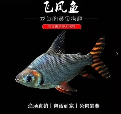 飛鳳魚苗光照周期設(shè)置：飛鳳魚苗光照周期設(shè)置并沒有直接相關(guān)的信息介紹具體方法 其他寵物 第3張