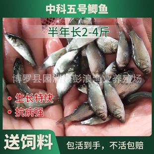 檸檬鯽不同生長階段飼料調(diào)整：檸檬鯽魚不同生長階段的飼料調(diào)整建議 其他寵物 第3張