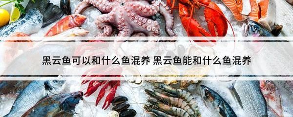 黑云魚混養(yǎng)食物選擇指南：觀賞魚混養(yǎng)水質(zhì)管理技巧黑云魚混養(yǎng)成功至關(guān)重要 其他寵物 第5張