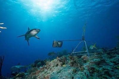 鯊魚捕撈對生態(tài)系統(tǒng)影響：鯊魚捕撈對海洋生態(tài)系統(tǒng)的影響 其他寵物 第1張