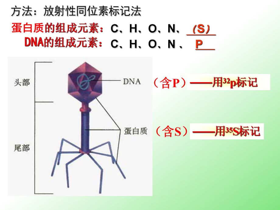 放射性同位素標(biāo)記的安全性：放射性同位素標(biāo)記的安全性始終是一個重要的考量因素 其他寵物 第5張