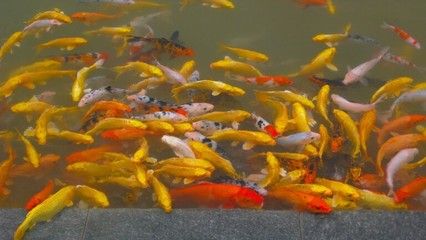 蝴蝶鯉魚苗培育常見問題：蝴蝶鯉魚苗培育過程中常見的問題及其解決方案