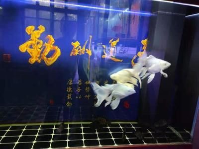 蝴蝶鯉魚苗培育常見問題：蝴蝶鯉魚苗培育過程中常見的問題及其解決方案 其他寵物 第4張