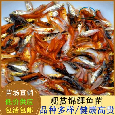 蝴蝶鯉魚苗培育常見問題：蝴蝶鯉魚苗培育過程中常見的問題及其解決方案 其他寵物 第5張