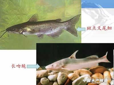 龍魚飼料魚怎么養(yǎng)活 水族問答 第2張