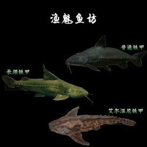 鐵甲武士魚(yú)飼料添加劑效果：鐵甲武士魚(yú)專(zhuān)用飼料配方 其他寵物 第2張