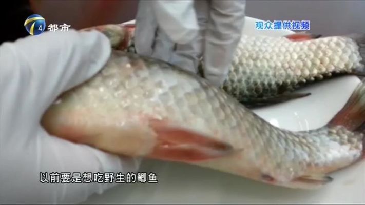 如何辨別新鮮元寶鯽：如何烹飪?cè)獙汌a,鑒別魚(yú)的新鮮度技巧，購(gòu)買(mǎi)活體元寶鯽指南 其他寵物 第5張