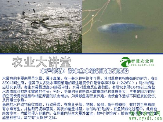 如何預(yù)防招財(cái)戰(zhàn)船魚(yú)水霉?。赫胸?cái)戰(zhàn)船魚(yú)水霉病是養(yǎng)殖中常見(jiàn)的疾病嚴(yán)重影響魚(yú)只的存活率 其他寵物 第4張