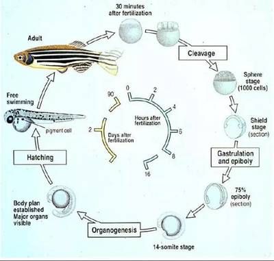 魚(yú)類繁殖周期的詳細(xì)研究：關(guān)于魚(yú)類繁殖周期的詳細(xì)研究 其他寵物 第3張