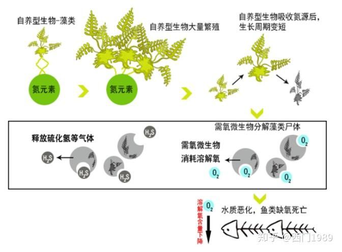 魚(yú)類繁殖周期的詳細(xì)研究：關(guān)于魚(yú)類繁殖周期的詳細(xì)研究 其他寵物 第5張