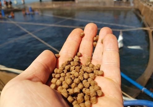 飼料濕度硬度對魚苗影響：飼料濕度和硬度對魚苗的影響 其他寵物 第2張