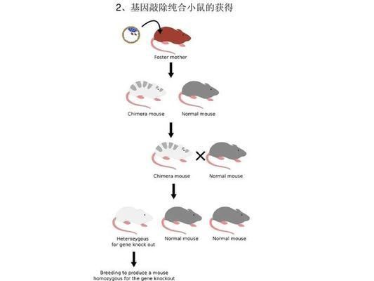 龍魚飼養(yǎng)技術要點是什么：關于龍魚飼養(yǎng)的一些問題 水族問答 第2張