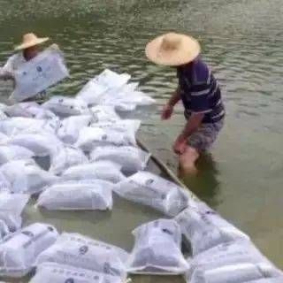 魚苗運輸最佳水溫控制：夏季魚苗運輸降溫技巧