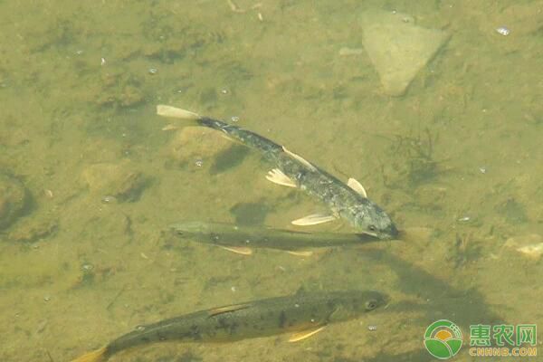 魚苗餌料的正確清洗方法：魚苗的餌料的正確清洗方法 其他寵物 第5張