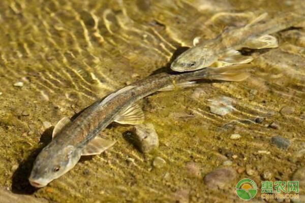 魚苗餌料的正確清洗方法：魚苗的餌料的正確清洗方法 其他寵物 第4張