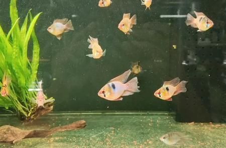 龍魚飼養(yǎng)綠水處理方法圖解：“龍魚飼養(yǎng)綠水處理方法圖解” 水族問答 第2張