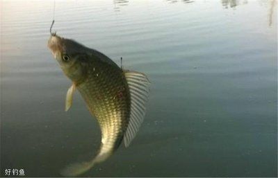 鯽魚繁殖適宜水溫范圍：鯽魚的繁殖期飼料選擇，提高鯽魚繁殖率的方法 其他寵物 第1張