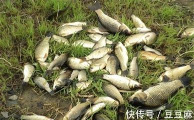 鯽魚繁殖適宜水溫范圍：鯽魚的繁殖期飼料選擇，提高鯽魚繁殖率的方法 其他寵物 第5張